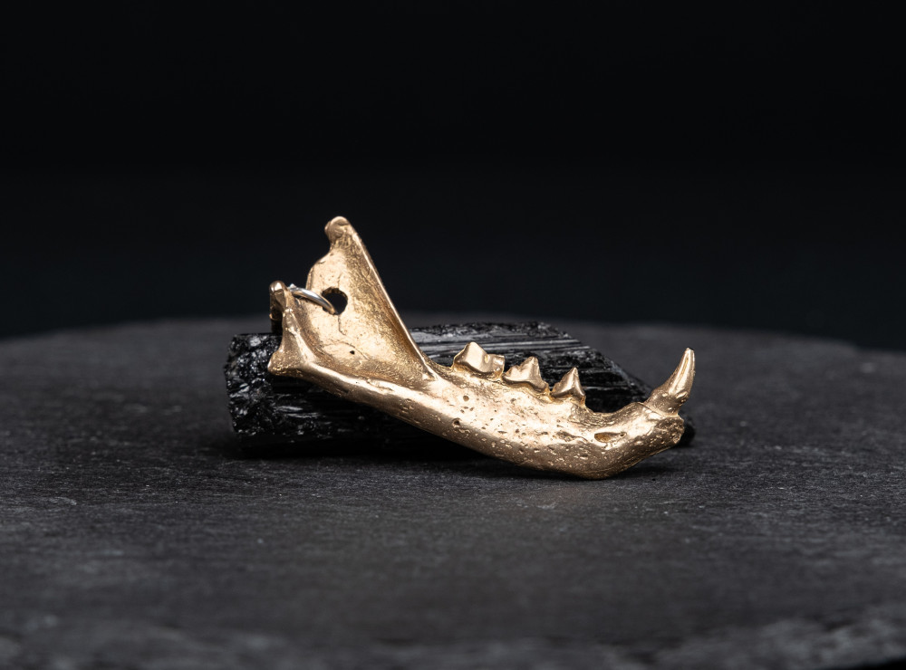 Cat mandibula by UNDE