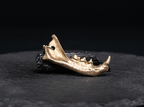Cat mandibula by UNDE